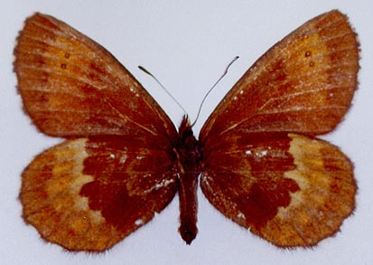 Erebia euryale flaveoides, color image