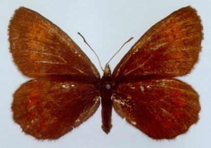 Erebia euryale flaveoides, color image