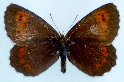 Erebia euryale flaveoides, holotype, color image