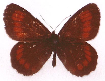 Erebia euryale flaveoides, color image