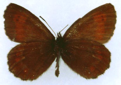 Erebia euryale flaveoides, color image