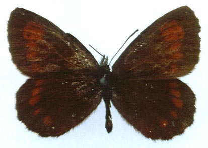 Erebia euryale flaveoides, color image