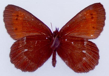 Erebia euryale, color image