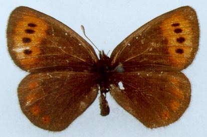 Erebia fletcheri chorymensis, color image