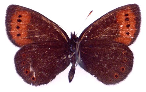 Erebia fletcheri chorymensis, color image