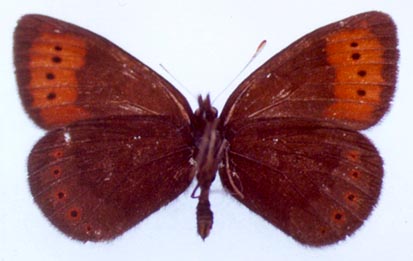 Erebia fletcheri chorymensis, color image