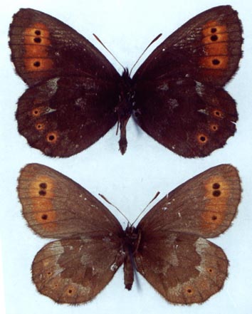 Erebia jeniseiensis, color image