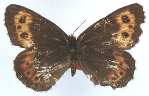 Erebia kosterini, allotype, color image