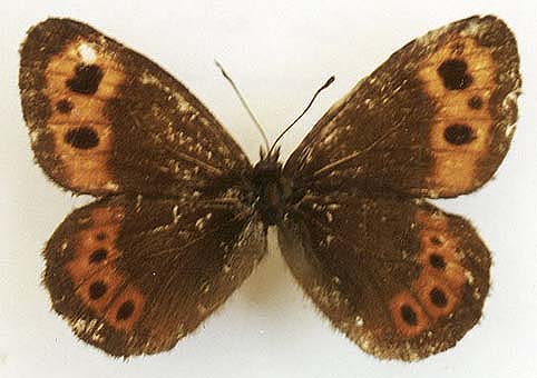 Erebia kosterini, holotype, color image