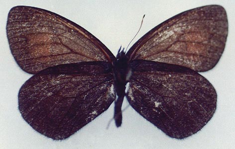 Erebia magdalena ola, paratype, color image