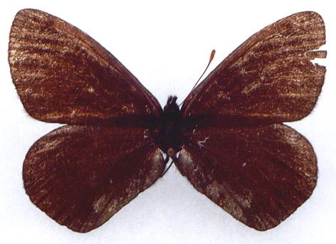 Erebia magdalena ola, paratype, color image