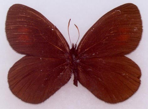 Erebia magdalena sachaensis, holotype, color image