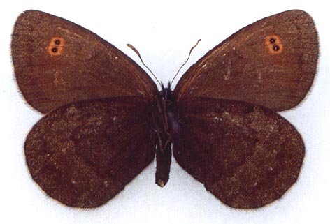 Erebia rossii subarctica, color image