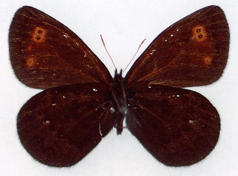 Erebia rossii subarctica, holotype, color image