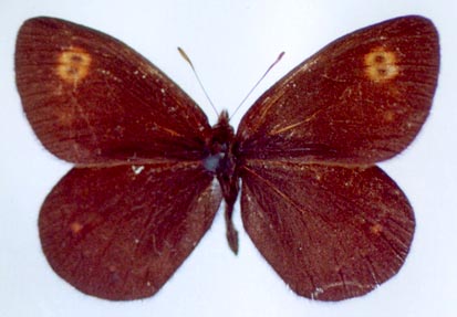 Erebia rossii subarctica, color image