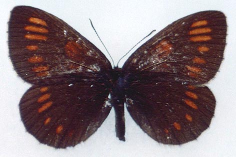 Erebia theano tshugunovi, color image