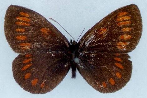 Erebia theano tshugunovi, holotype, color image