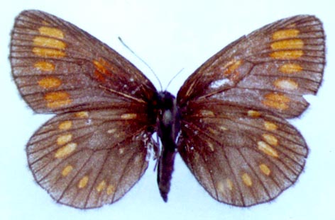 Erebia theano tshugunovi, color image