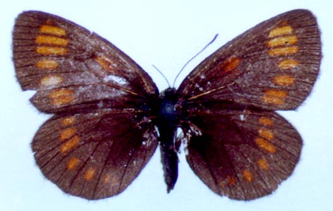 Erebia theano tshugunovi, color image