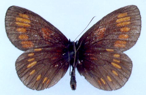 Erebia theano tshugunovi, color image