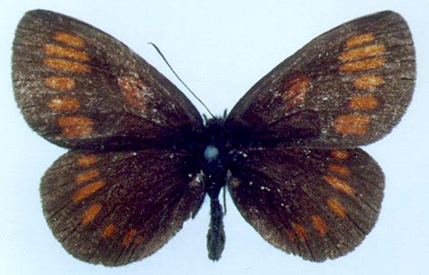 Erebia theano tshugunovi, color image