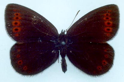 Erebia youngi, color image