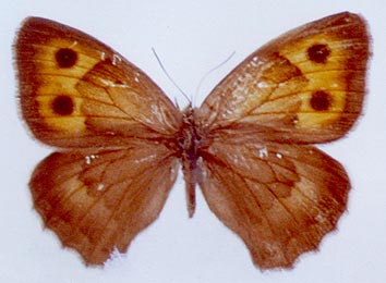 Hyponephele przhewalskyi, color image