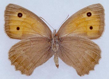 Hyponephele przhewalskyi, color image