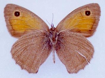 Hyponephele przhewalskyi, color image