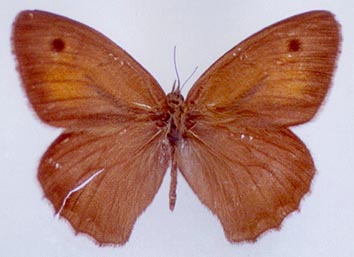 Hyponephele przhewalskyi, color image