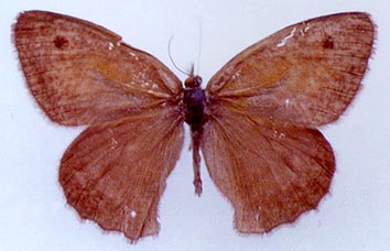 Hyponephele przhewalskyi, color image