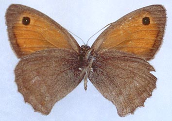 Hyponephele przhewalskyi, color image