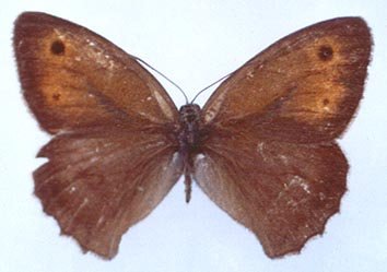 Hyponephele przhewalskyi, color image