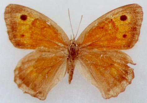 Hyponephele toharica, female paratype, color image