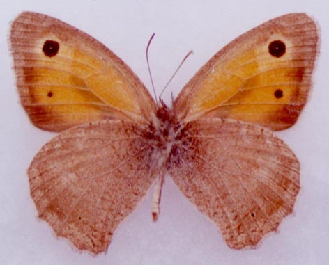 Hyponephele toharica karakongrada, holotype, color image