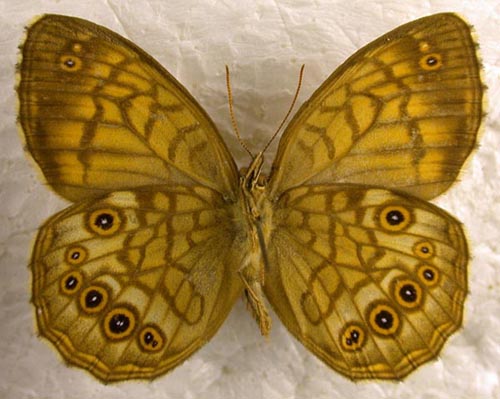 Kirinia epaminondas, color image