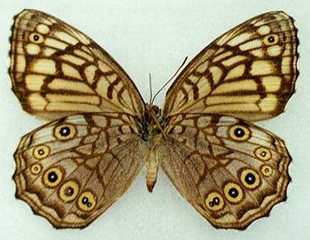 Kirinia epimenides, female, color image