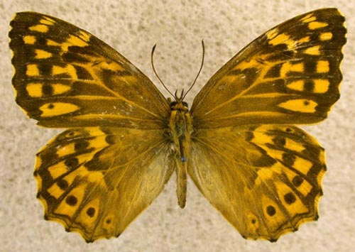 Neope niphonica, color image