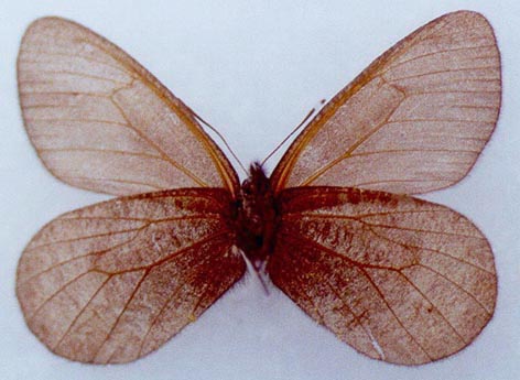 Oeneis aktashi, male paratype, color image