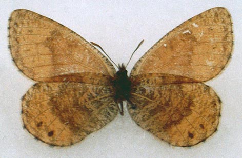 Oeneis alpina, color image