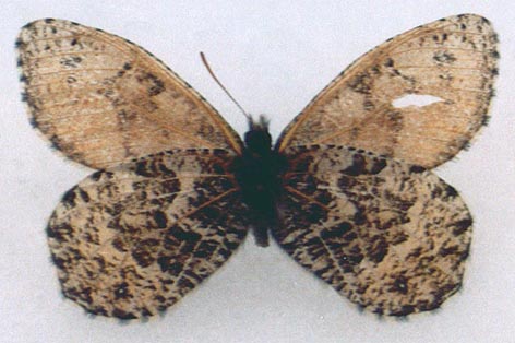 Oeneis alpina, color image