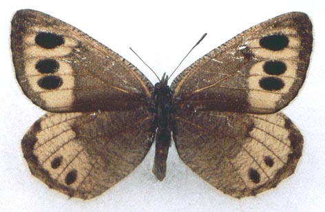 Oeneis elwesi ulugchemi, color image