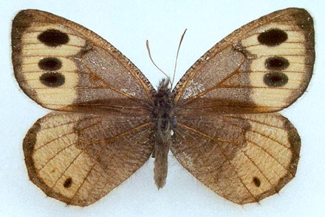 Oeneis elwesi ulugchemi, color image