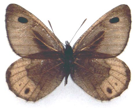 Oeneis elwesi ulugchemi, holotype, color image