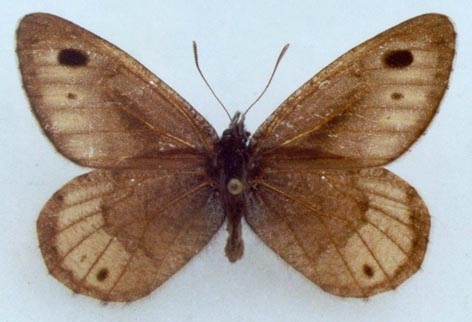 Oeneis elwesi ulugchemi, color image