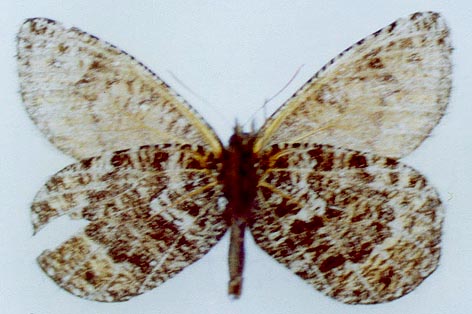 Oeneis alpina exubitor, color image