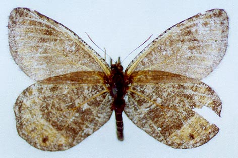 Oeneis alpina exubitor, color image