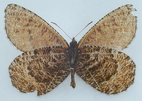 Oeneis alpina exubitor, color image