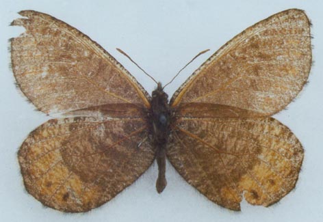 Oeneis alpina exubitor, color image