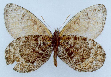 Oeneis alpina exubitor, color image